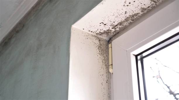 Trusted Sunbury, PA Mold Remediation Experts